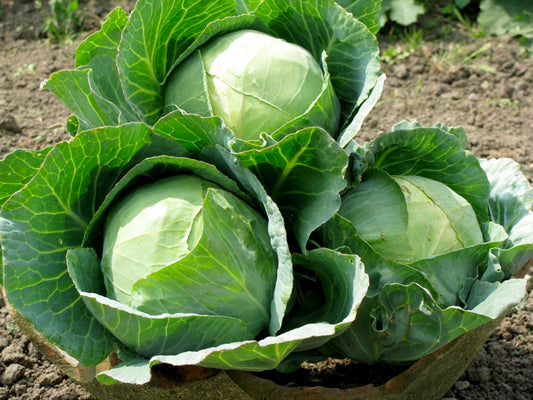 Bắp cải