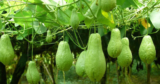 Quyền canh tác nông nghiệp: Su su